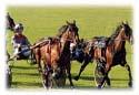 Show more details of Tir Prince Leisure Park Show more details of Tir Prince Leisure Park