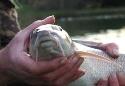 Show more details of Fishing at Conwy Water Gardens & Coarse Show more details of Fishing at Conwy Water Gardens & Coarse