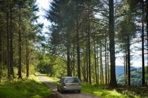Cwmcarn Forest