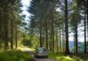 Cwmcarn Forest