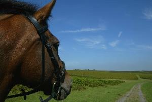 Cantref Riding Centre