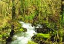 Show more details of Aber Corris Nature Reserve