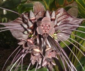 National Botanic Garden of Wales