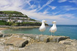 New Quay
