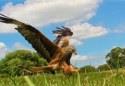 Show more details of Gigrin Red Kite Feeding Centre