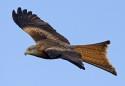 Gigrin Red Kite Feeding Centre