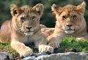 Show more details of Folly Farm Adventure Park & Zoo Show more details of Folly Farm Adventure Park & Zoo