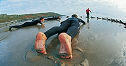 Surfing lessons Wales
