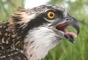 Show more details of Glaslyn Osprey Project - RSPB Show more details of Glaslyn Osprey Project - RSPB