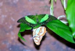 Rainforest Centre