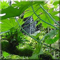 Rainforest Centre