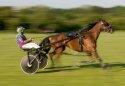 Show more details of Lampeter Harness Racing Club Show more details of Lampeter Harness Racing Club