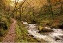 Show more details of Dyfi Forest