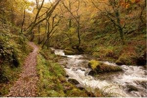 Dyfi Forest