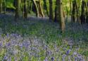 Show more details of Ystwyth Forest