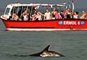 Show more details of New Quay Boat Trips Show more details of New Quay Boat Trips