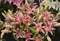 Show more details of Royal Welsh Smallholder & Garden Festival