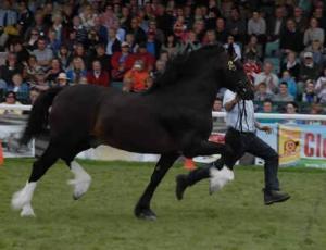 Royal Welsh Show