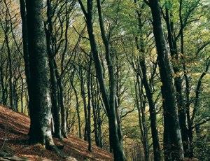 Glyndwrs Way