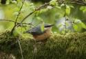 Show more details of Badger & Birdwatching at Nannerth