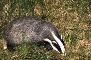 Badger & Birdwatching at Nannerth