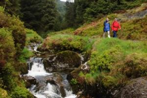 Hafren Forest
