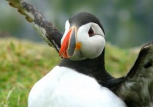 Welsh Wildlife Breaks