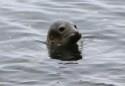Skomer Seal