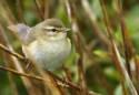 Willow Warbler
