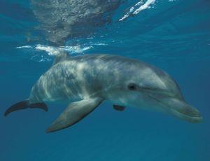 Dolphin Survey Boat Ride