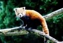 Welsh Mountain Zoo