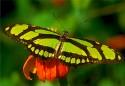 Show more details of Magic of Life Butterfly House