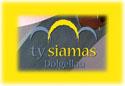 Show more details of Ty Siamas