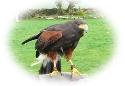 Anglesey Hawking